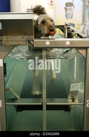 Das Bild zeigt einen Hund laufen auf einem Muskel-schonende Wasser-Laufband auf der Interzoo 2006-Messe in Nürnberg, Deutschland, 11. Mai 2006. Die weltweit größte Messe für Haustiere Ansprüche derzeit 1270 Unternehmen aus 50 Ländern ihre neuesten Produkte bis zum 14. Mai. Foto: Daniel Karmann Stockfoto