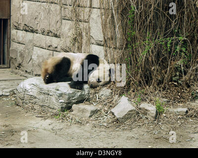Das Bild zeigt ein Giant Panda schlafen im Zoo in Peking, China, 2006. Der Zoo ist der älteste und größte in Asien und der Pazifikregion. Foto: Reichardt Stockfoto