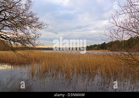 Frensham Teiche in Surrey, England, Blick nach Süden über das Schilf auf der anderen Seite des Sees an einem kalten Februar Morgen. Stockfoto