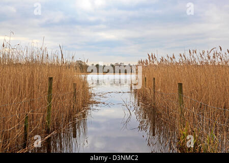 Blick durch einen Kanal im Schilf, Fischer Zugang zu Wasser am Frensham Teiche in Surrey, England. Stockfoto