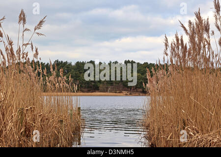 Blick durch eine Lücke im Schilf gemacht für Angler am Frensham Teiche in Surrey, England. Stockfoto