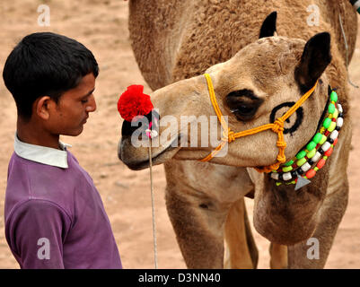 Ein Eigentümer bewundert sein Kamel an einem Viehmarkt in Nagaur Stadt von Indien Rajasthan Zustand. Stockfoto