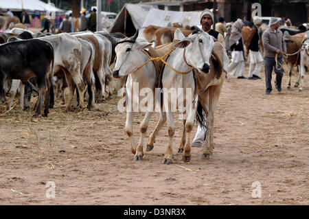 Ein Anbieter mit Ochsen während Viehmarkt im westlichen indischen Stadt von Nagaur, im Staat Rajasthan Stockfoto