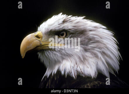 Das Foto ist ein Schuss in den Kopf der Weißkopf-Seeadler (lat.: Haliaeetus Leucocephalus) Alaska, USA, Mittwoch, 14. Juni 2006. Es ist das Wappentier der USA und vor allem Fisch isst. Foto: Hinrich Baesemann Stockfoto