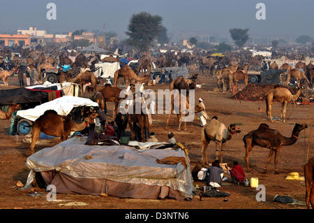 Viehmarkt in westlichen indischen Stadt von Nagaur, im Staat Rajasthan. Stockfoto