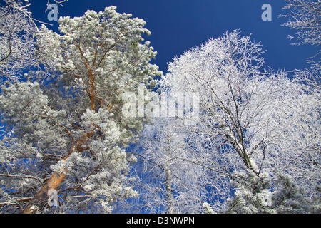 Winterlandschaft mit dem Holz Stockfoto