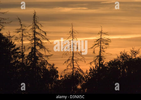 (Dpa-Dateien) Das Foto zeigt sterben Tannen vor einem farbenfrohen Abendhimmel in Kalmar, Schweden, 21. September 2005. Foto: Hinrich Baesemann Stockfoto