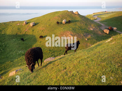 Schafe grasen auf den oberen Hügelland auf Helgoland, Deutschland, 10. Juni 2006. Die Buntsandstein-Insel steigt aus der Nordsee ist der Rest einer einst großen Insel. Seine obere Land ist flach, das untere Land an der Südküste ist künstlich in 1952 gebaut worden. Knapp unter 1.600 Bürgerinnen und Bürger leben auf der Insel meist abhängig vom Tourismus. Helgoland war von den Briten am Ende des ersten Weltkrieges besetzt. Stockfoto