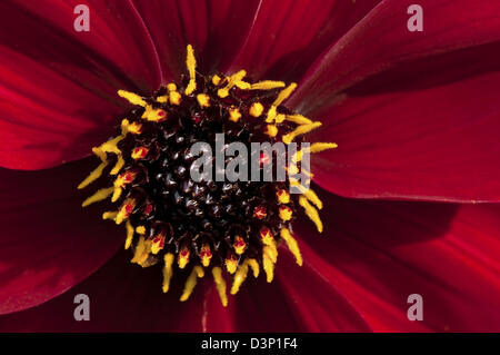 Nahaufnahme Bild einer einzelnen roten und gelben Dahlie Blume in voller Blüte. Stockfoto