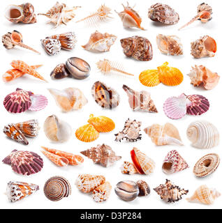 Seashell Kollektion isoliert auf weißem Hintergrund Stockfoto