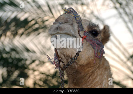 Portrait von Dromedar Kamel oder Arabisches Kamel (Camelus dromedarius), Porträt, Dahab, Ägypten, Afrika Stockfoto