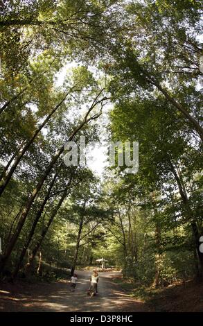 Baumkronen von Laubbäumen bilden ein Dach über einem Pfad der Stadt Wald von Bad Vilbel bei Frankfurt, Samstag, 23. September 2006. Foto: Frank Rumpenhorst Stockfoto