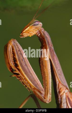 Gottesanbeterin in der Natur Stockfoto