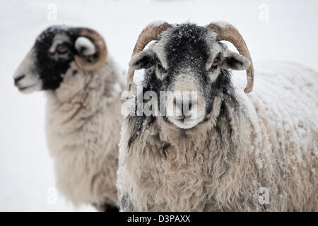 Herdwick Schafe im Schnee, englischen Lake District. UK Stockfoto