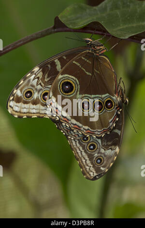 Blue Morpho (Morpho Peleides), tropischer Regenwald, Costa Rica, Paarung sequence(5of23) koppeln Stockfoto