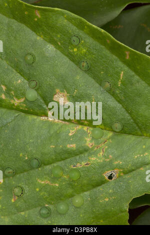 Blue Morpho (Morpho Peleides), tropischer Regenwald, Costa Rica, Eiern auf Blatt sequence(6of23) Stockfoto