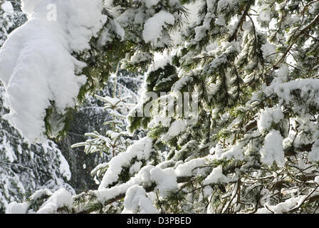 Starker Schneefall hängt an den Zweigen der Kiefern in dieser Nadelbaum Wälder in Aberdeenshire Stockfoto