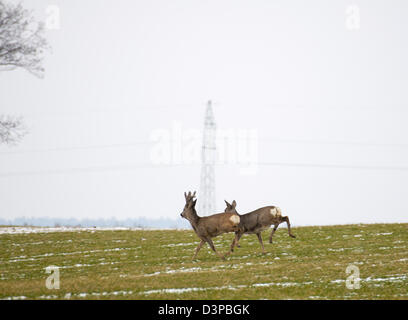 Herde von Hirschen Stockfoto