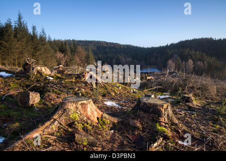 Gummers wie Forstbetriebe, Nadel-Baum Fällen im Vereinigten englischen Lake District. Stockfoto