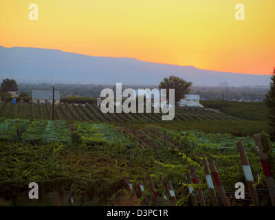 Trauben auf einem Weingut in Palisade, Colorado erntereif. Stockfoto