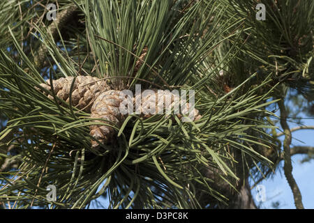 Korsischen Schwarzkiefer (Pinus Nigra ssp.laricio), Zapfen und Blätter Stockfoto