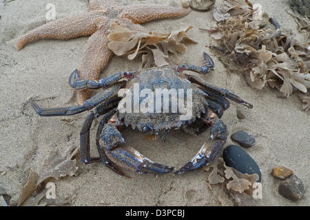 Strandline Treibgut, samt Swimming Krabbe (Necora Puber) Stockfoto