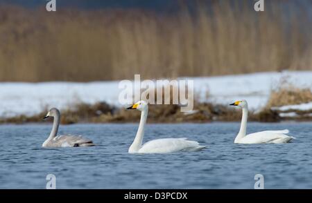 Singschwäne (lat. Cygnus Cygnus) schwimmen an einem See in der Region Oderbruch nahe Genschmar, Deutschland, 20. Februar 2013. Foto: Patrick Pleul Stockfoto