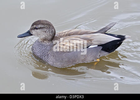 Gadwall Ente männlich (Anas Strepera) Stockfoto