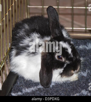 Dwarf Lop Kaninchen juvenilen Männchen Stockfoto