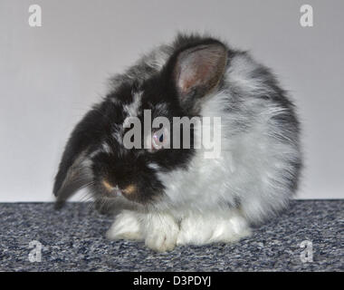 Dwarf Lop Kaninchen juvenilen Männchen Stockfoto