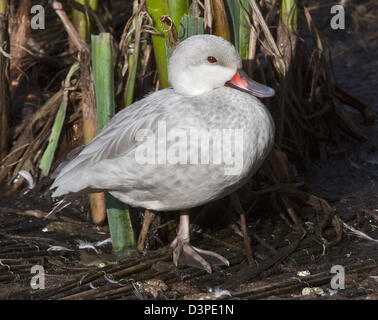 Weißen Wangen Pintail Ente (Anas Bahamensis), auch bekannt als ein Bahama Pintail - weiße Variante Stockfoto