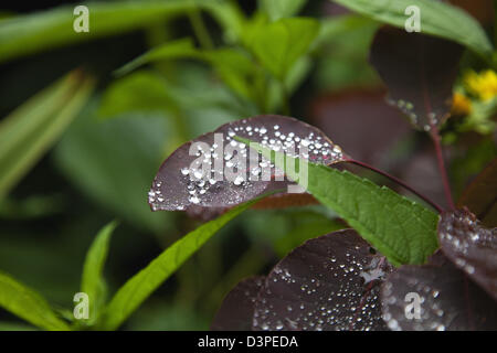 Wassertropfen auf den Blättern von Smoke Bush, Cotinus Gnade Pflanze. Stockfoto