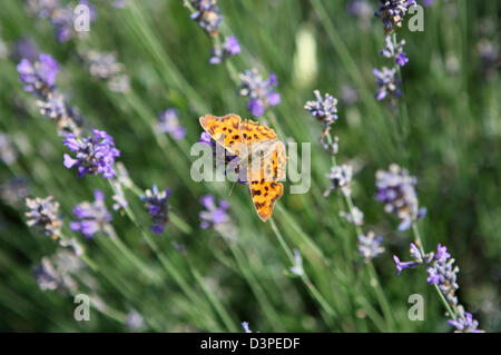Comma Schmetterling ruht oder füttert auf englischen Lavendelblüten Stockfoto