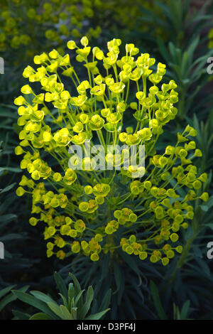 Nahaufnahme von Blumen Wolfsmilch, Euphorbia Amygdaloides Robbaie. Stockfoto