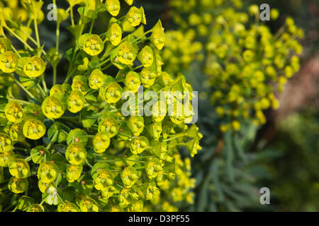 Nahaufnahme von Blumen Wolfsmilch, Euphorbia Amygdaloides Robbaie. Stockfoto