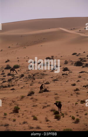 Kamele grasen auf spärliche Vegetation in die extreme Hitze und massiven roten Dünen in der Nähe von Shaybah Gas Öl Trennung Pflanze (GOSP). Stockfoto