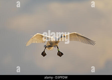 Bewick ´s Schwan mit Ring am Bein ins Land am Slimbridge kommen Stockfoto