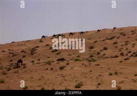 Kamele grasen auf spärliche Vegetation in die extreme Hitze und massiven roten Dünen in der Nähe von Shaybah Gas Öl Trennung Pflanze (GOSP). Stockfoto