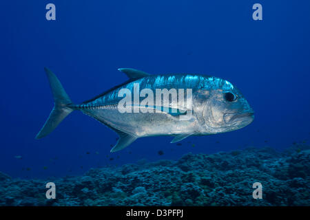 Die weißen Ulua, Caranx Ignobilis ist auch bekannt als ein giant Trevally oder Jack. Molokini Marine bewahren, Maui, Hawaii. Stockfoto