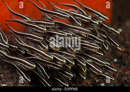 Diese gestreiften Wels, Plotosus Lineatus, haben ein giftiger Stachel vor der Brustflosse. Bali, Indonesien. Stockfoto