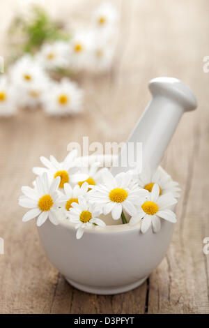 Kamille-Blüten im Mörser Stockfoto