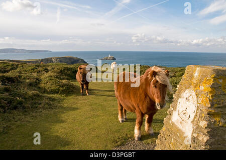Auf der Knavocks, einer Landzunge an der Nordküste von Cornwall in der Nähe von Godrevy Point, wo Shetland-Ponys für das Weiden lassen verwendet werden Stockfoto