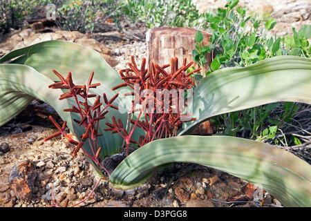 Welwitschia Mirabilis, männliche Pflanze und Zapfen in der versteinerte Wald von Khorixas, Namibia, Südafrika Stockfoto