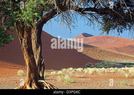 Akazie in der Namib-Wüste bei Sossusvlei, Namib-Naukluft, Namibia, Südafrika Stockfoto