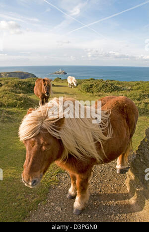 Auf der Knavocks, einer Landzunge an der Nordküste von Cornwall in der Nähe von Godrevy Point, wo Shetland-Ponys für das Weiden lassen verwendet werden Stockfoto