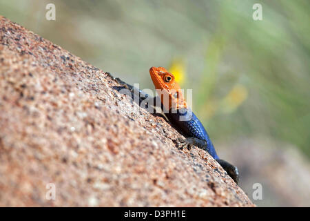 Afrikanische männlichen namibischen Rock Agama (Agama Planiceps) Sonnen am Fels am Brandberg Mountain, Damaraland, Namibia, Südafrika Stockfoto