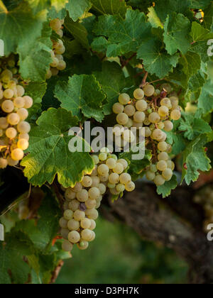 Weiße Trauben auf einem Weingut in Palisade, Colorado erntereif. Stockfoto