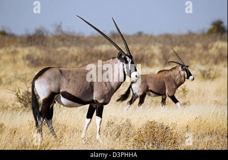 Central Kalahari Game Reserve, Botswana, Botswana, Oryx Gazella, Spießböcke Stockfoto