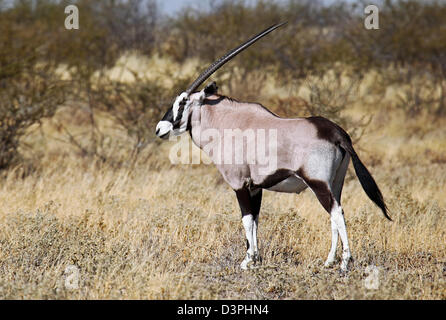 Central Kalahari Game Reserve, Botswana, Botswana, Oryx Gazella, Gemsbock Stockfoto