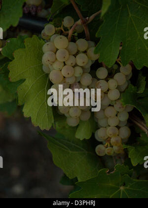 Weiße Trauben auf einem Weingut in Palisade, Colorado erntereif. Stockfoto